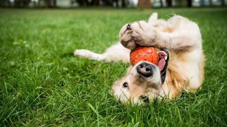 Cachorro brincando com bola na grama